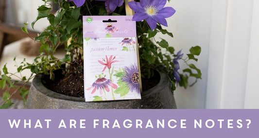 What are Fragrance Notes?